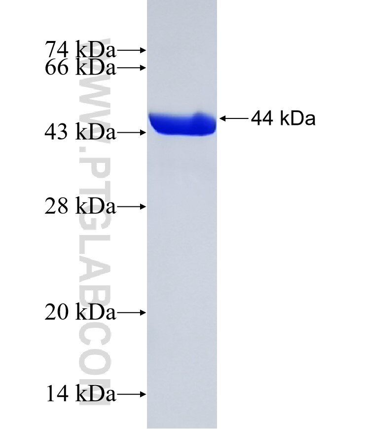 TPPP2 fusion protein Ag4561 SDS-PAGE