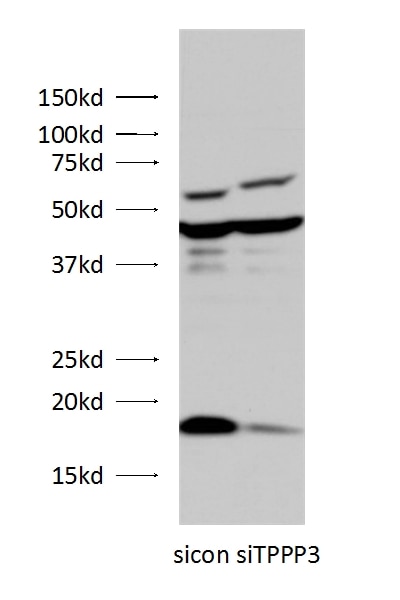 Western Blot (WB) analysis of HEK-293 cells using TPPP3 Polyclonal antibody (15057-1-AP)