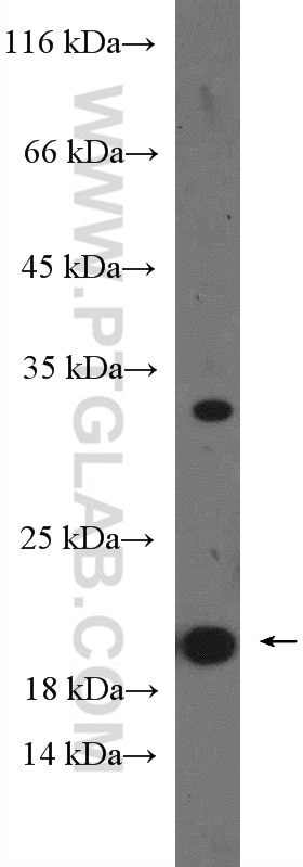 Western Blot (WB) analysis of PC-3 cells using TPPP3 Polyclonal antibody (15057-1-AP)