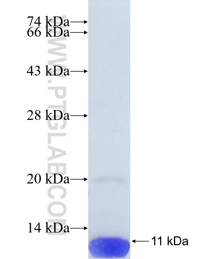 TPPP3 fusion protein Ag40404 SDS-PAGE TPPP3 fusion protein Ag40404 SDS-PAGE