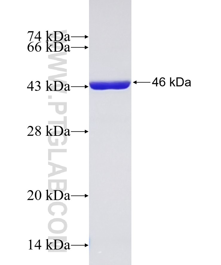 TPPP3 fusion protein Ag7040 SDS-PAGE