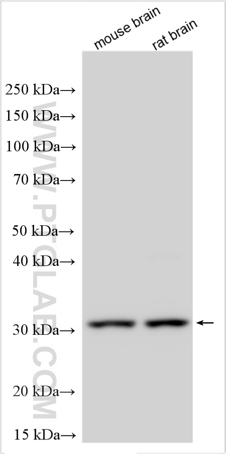 Western Blot (WB) analysis of various lysates using TPRG1L Polyclonal antibody (25663-1-AP)