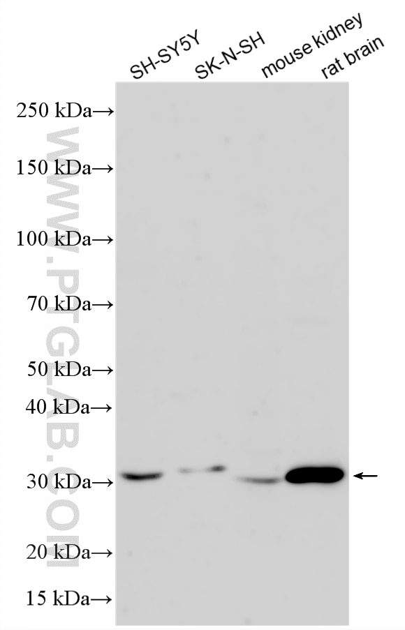 Western Blot (WB) analysis of various lysates using TPRG1L Polyclonal antibody (33038-1-AP)