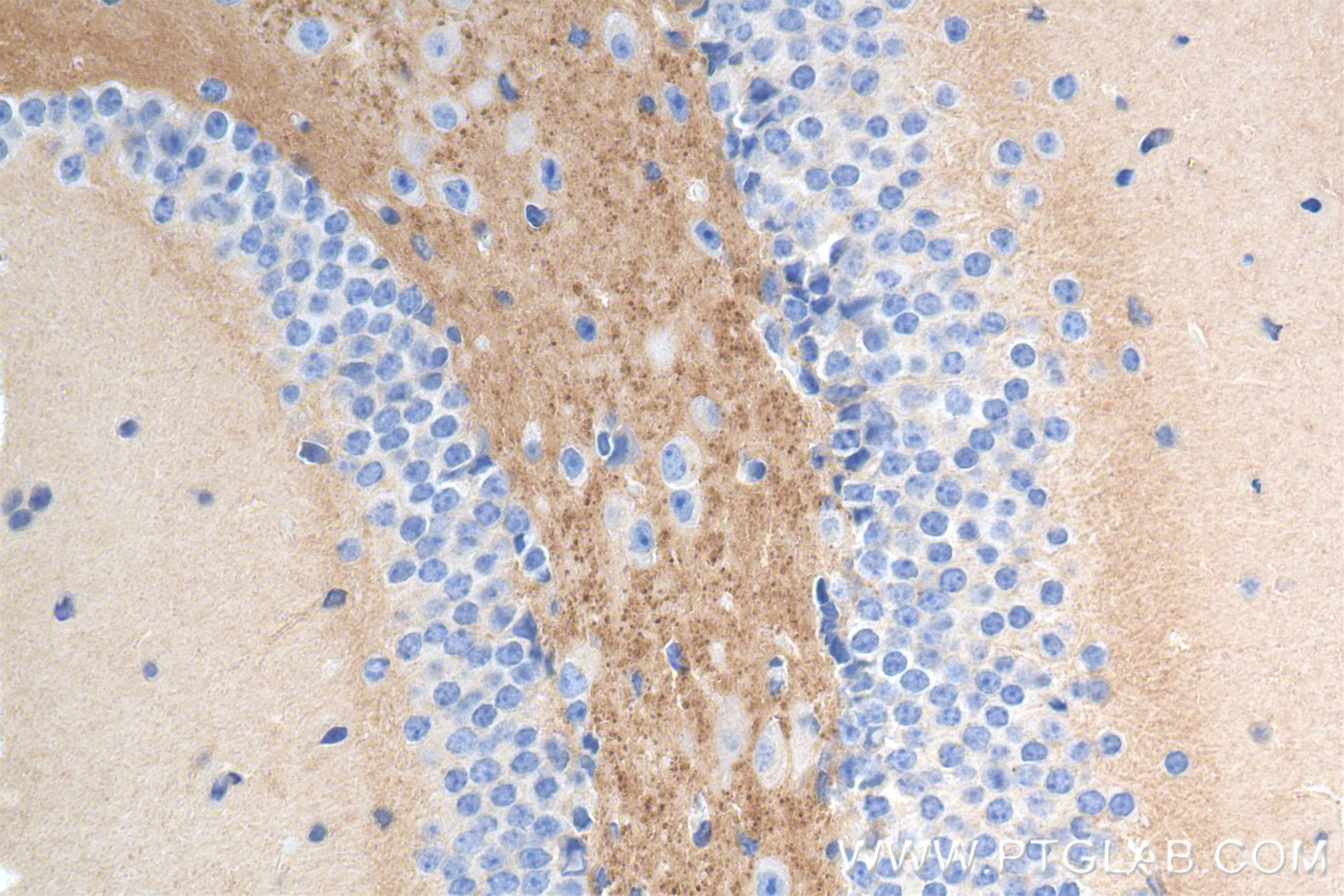 Immunohistochemistry (IHC) staining of mouse brain tissue using TPRG1L Recombinant antibody (83989-3-RR)