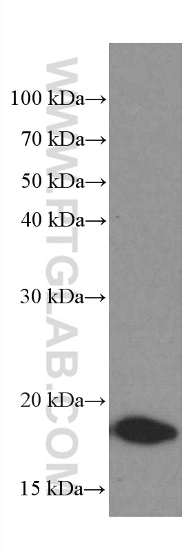 Western Blot (WB) analysis of HEK-293 cells using TPRKB Monoclonal antibody (66402-1-Ig)