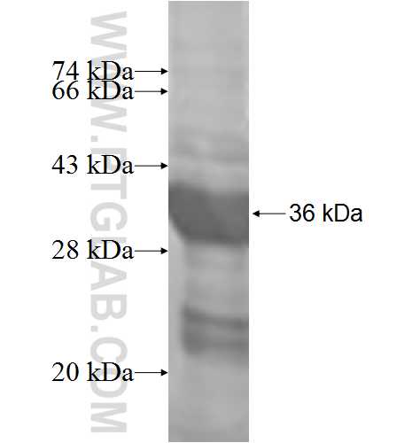 TPRKB fusion protein Ag3551 SDS-PAGE