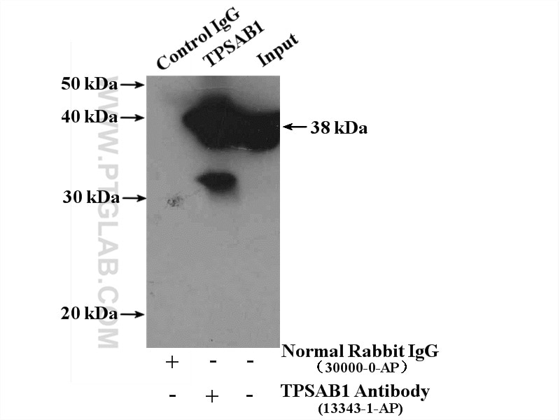 Immunoprecipitation (IP) experiment of mouse liver tissue using TPSAB1 Polyclonal antibody (13343-1-AP)
