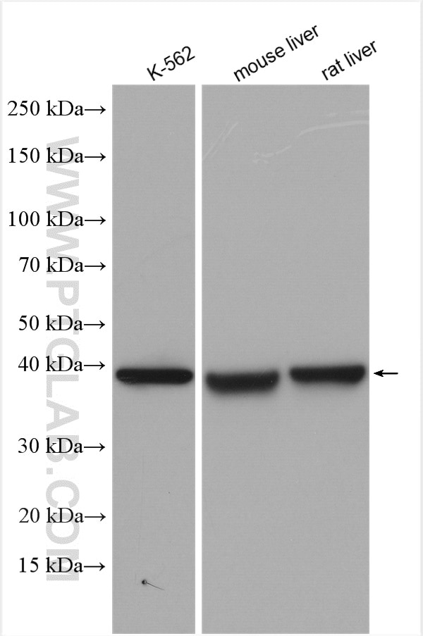 Western Blot (WB) analysis of various lysates using TPSAB1 Polyclonal antibody (13343-1-AP)