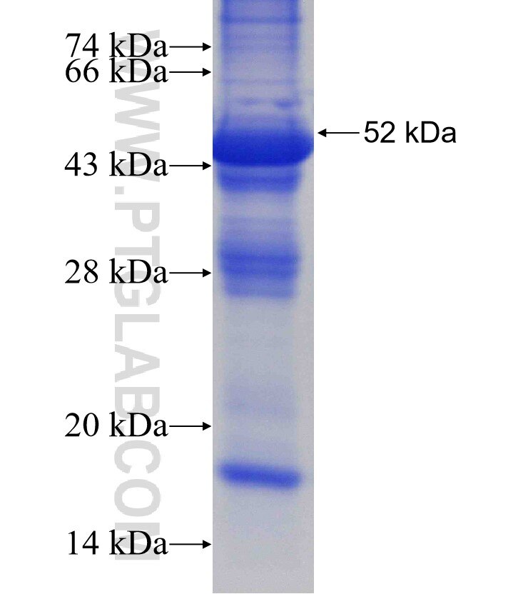 TPSAB1 fusion protein Ag4167 SDS-PAGE