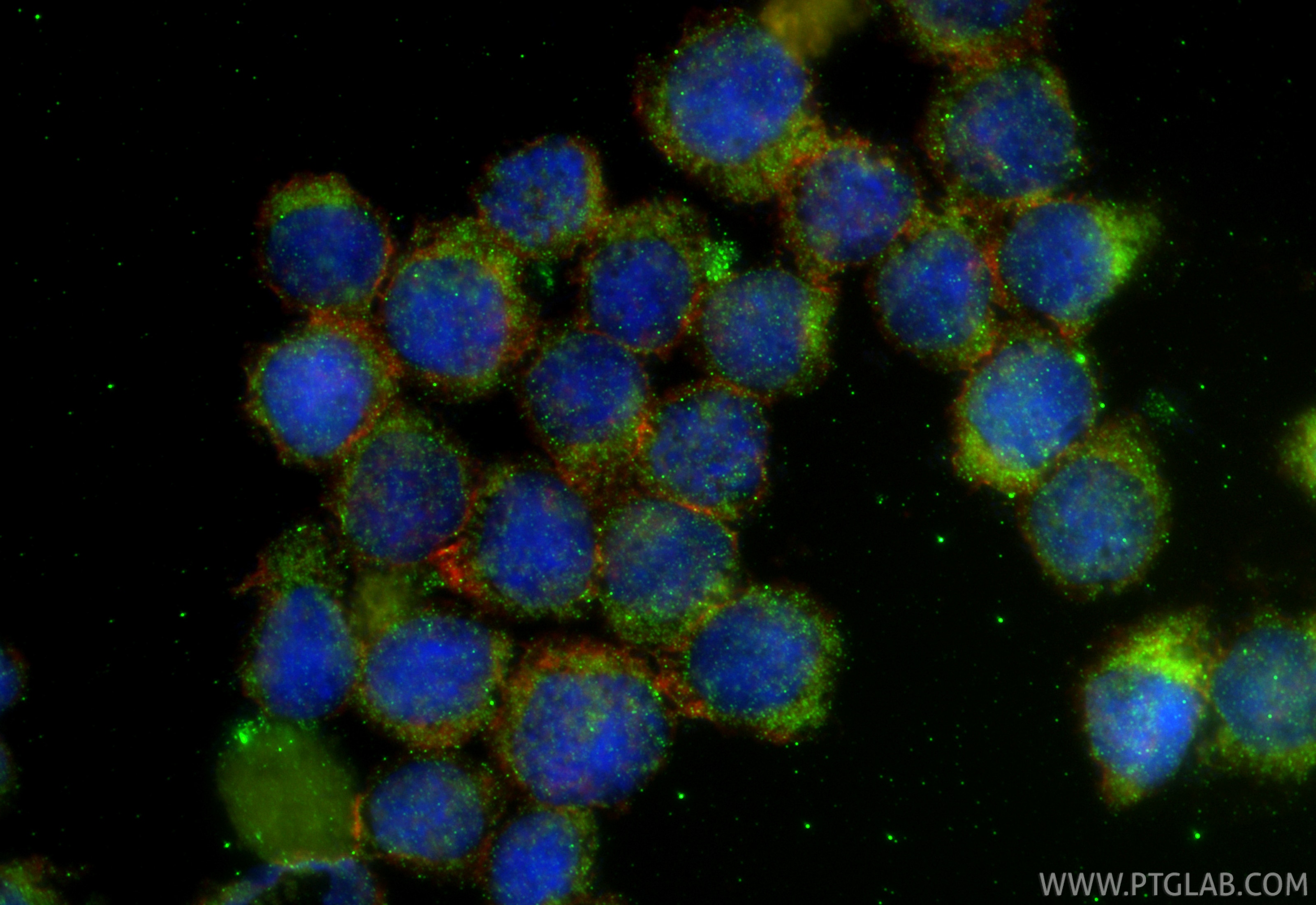 Immunofluorescence (IF) / fluorescent staining of U-937 cells using TPSB2 Polyclonal antibody (15332-1-AP)