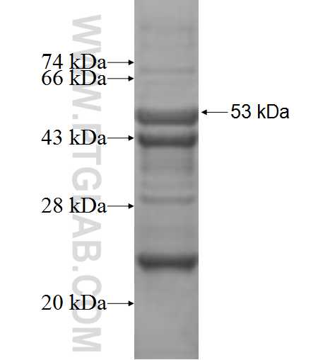 TPSB2 fusion protein Ag7335 SDS-PAGE
