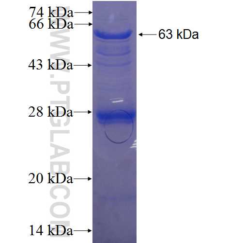 TPST1 fusion protein Ag3093 SDS-PAGE