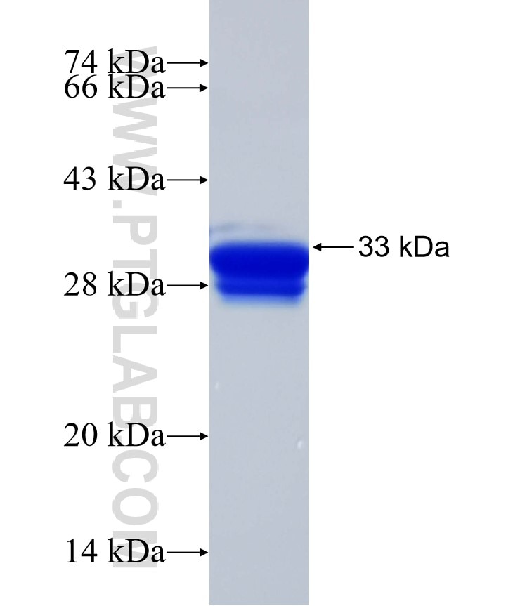 TPST2 fusion protein Ag32362 SDS-PAGE