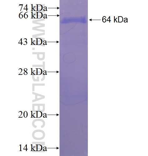 TPST2 fusion protein Ag2244 SDS-PAGE