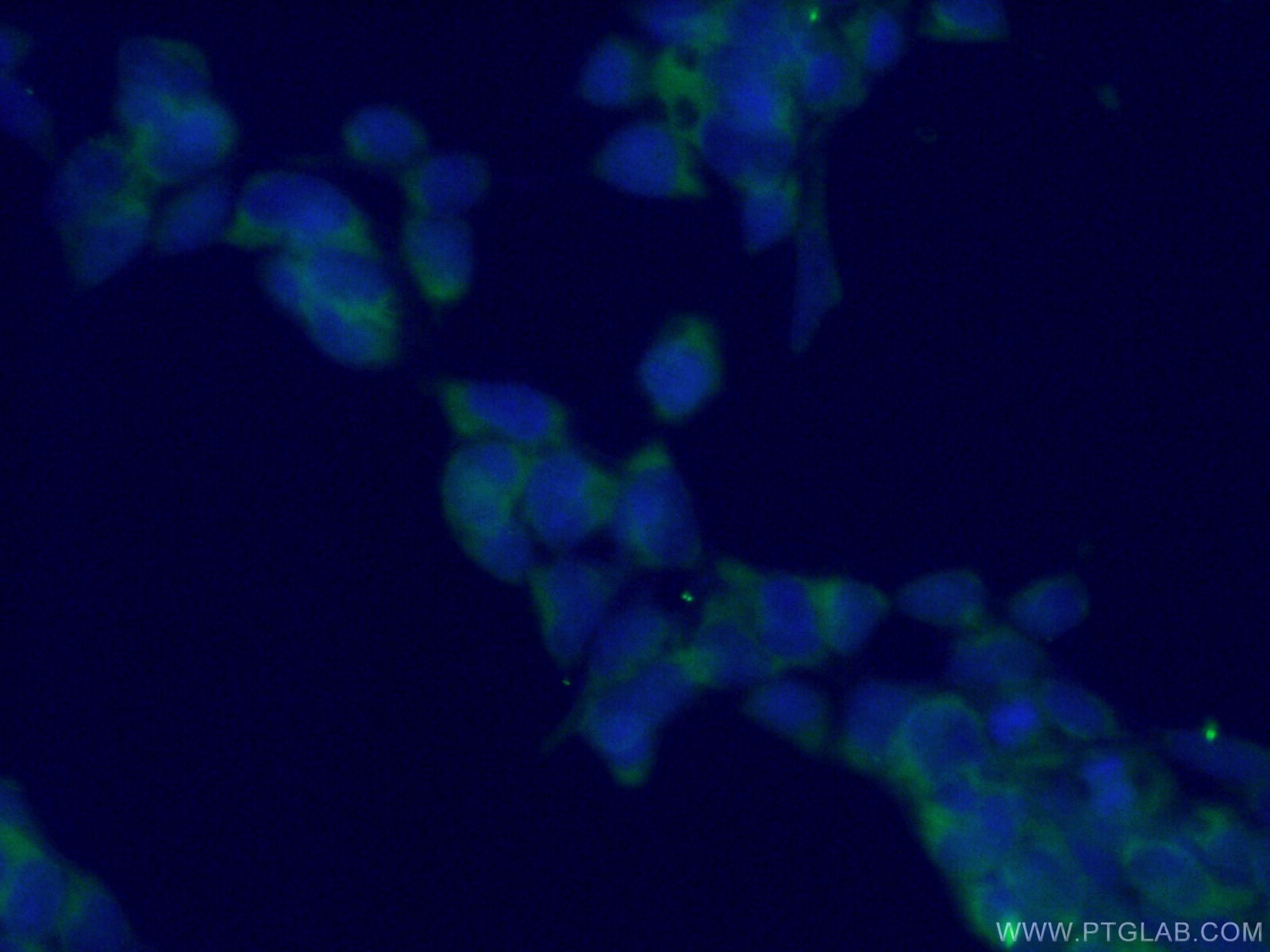 Immunofluorescence (IF) / fluorescent staining of HEK-293 cells using TPT1 Monoclonal antibody (66713-1-Ig)