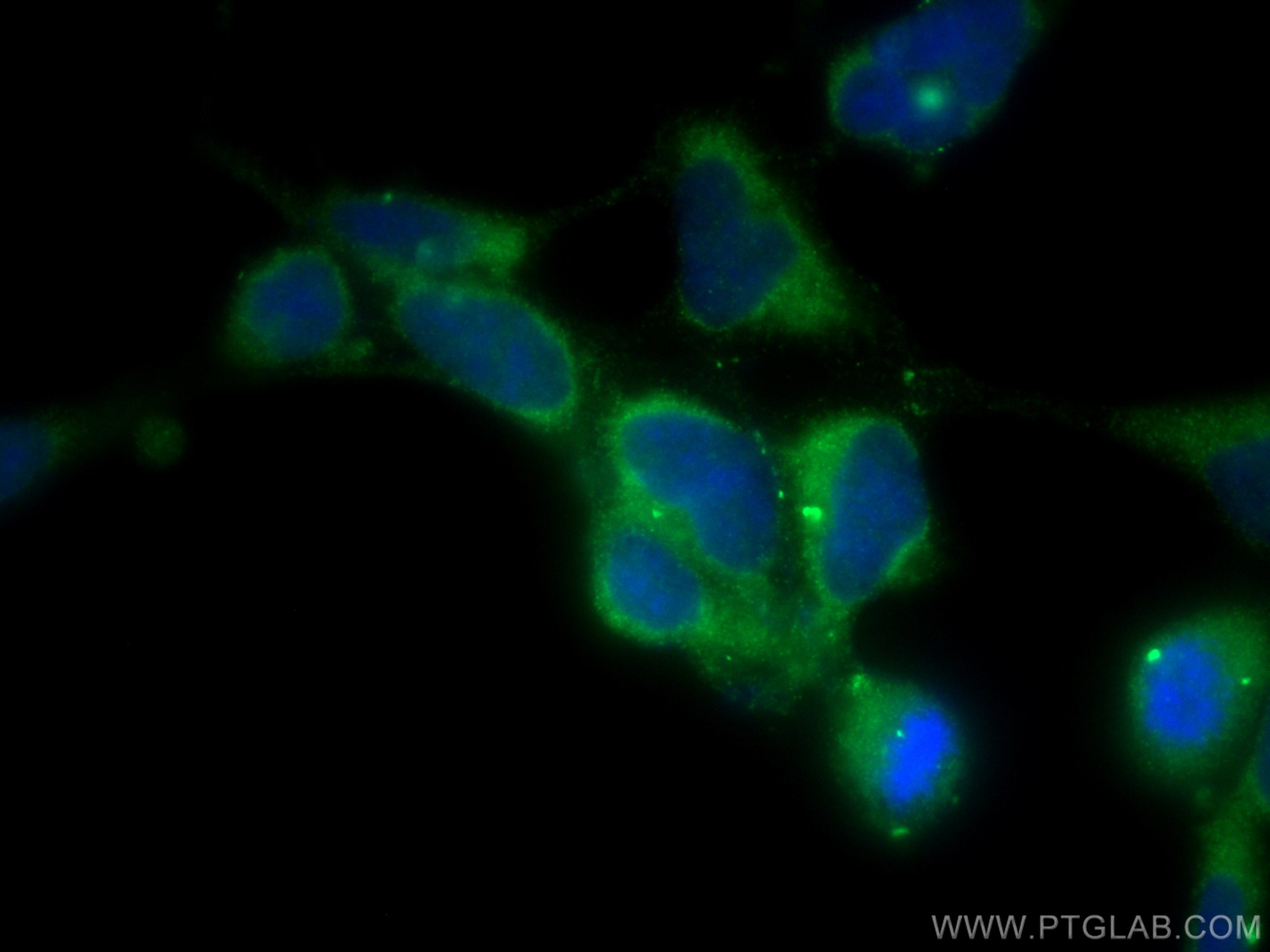 Immunofluorescence (IF) / fluorescent staining of HEK-293 cells using TPT1 Monoclonal antibody (66713-1-Ig)