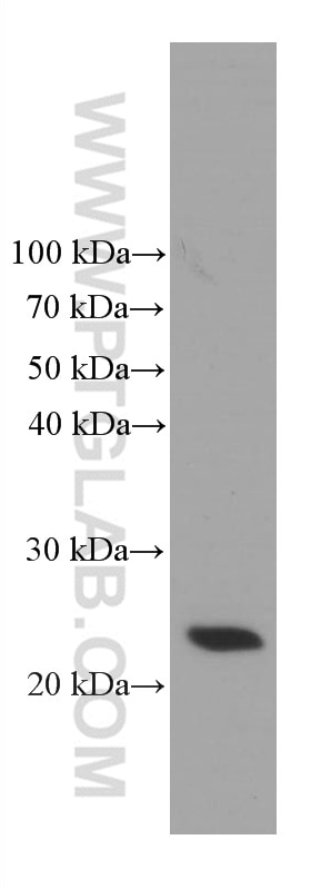 Western Blot (WB) analysis of HeLa cells using TPT1 Monoclonal antibody (66713-1-Ig)