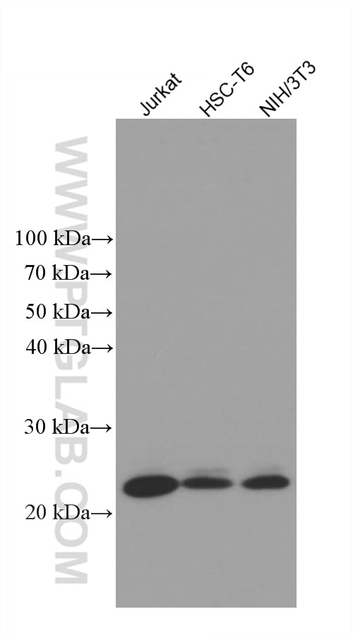 Western Blot (WB) analysis of various lysates using TPT1 Monoclonal antibody (66713-1-Ig)