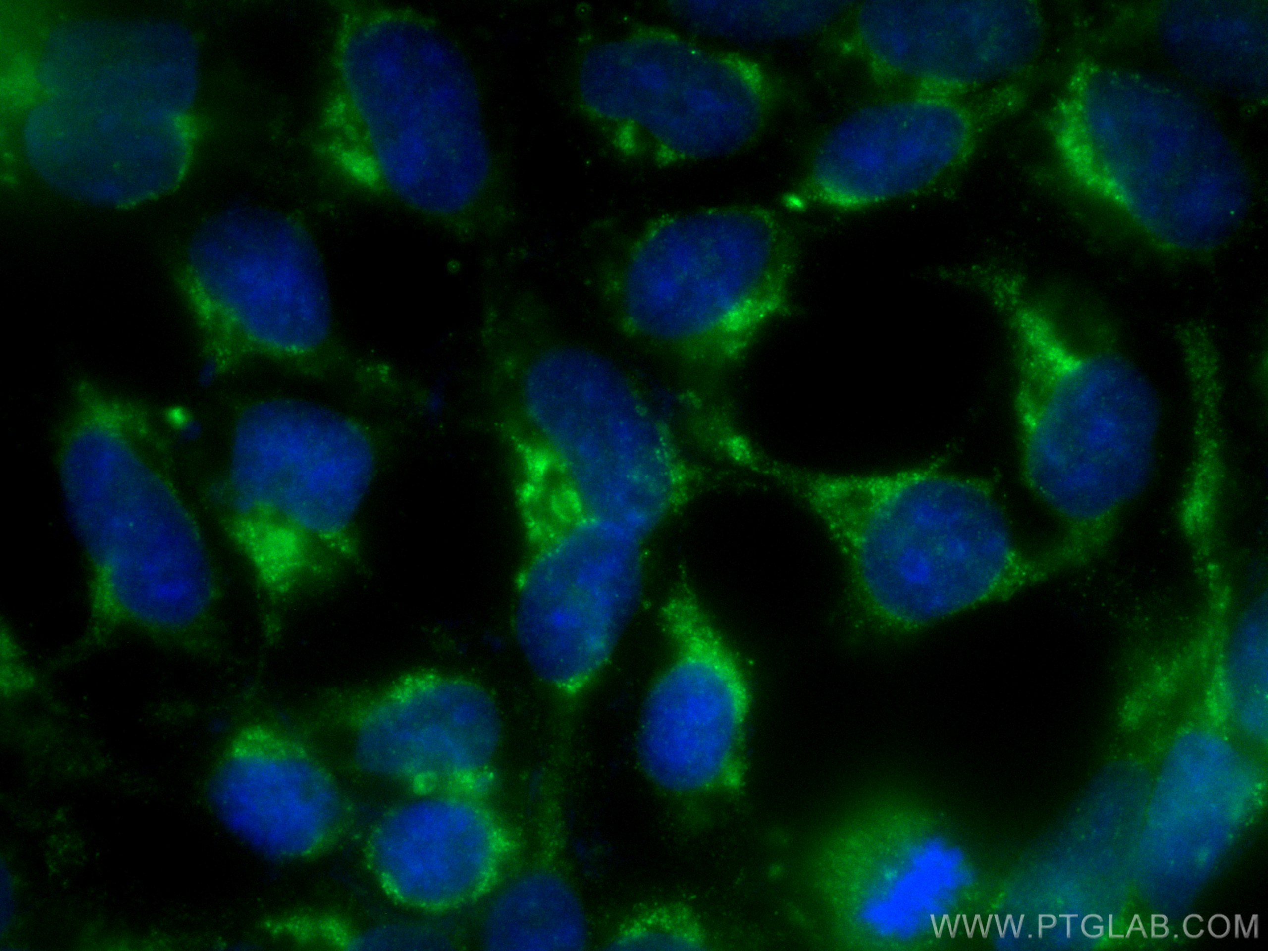 Immunofluorescence (IF) / fluorescent staining of HEK-293 cells using CoraLite® Plus 488-conjugated TPT1 Monoclonal anti (CL488-66713)