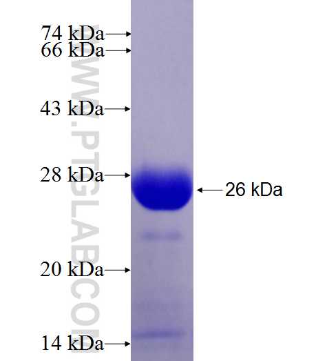 TPT1 fusion protein Ag27651 SDS-PAGE