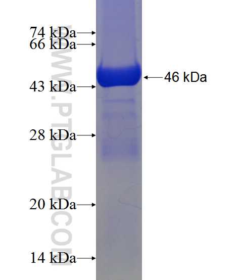 TPT1 fusion protein Ag1268 SDS-PAGE