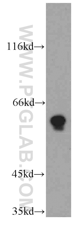 Western Blot (WB) analysis of HepG2 cells using TPTE Polyclonal antibody (12982-1-AP)