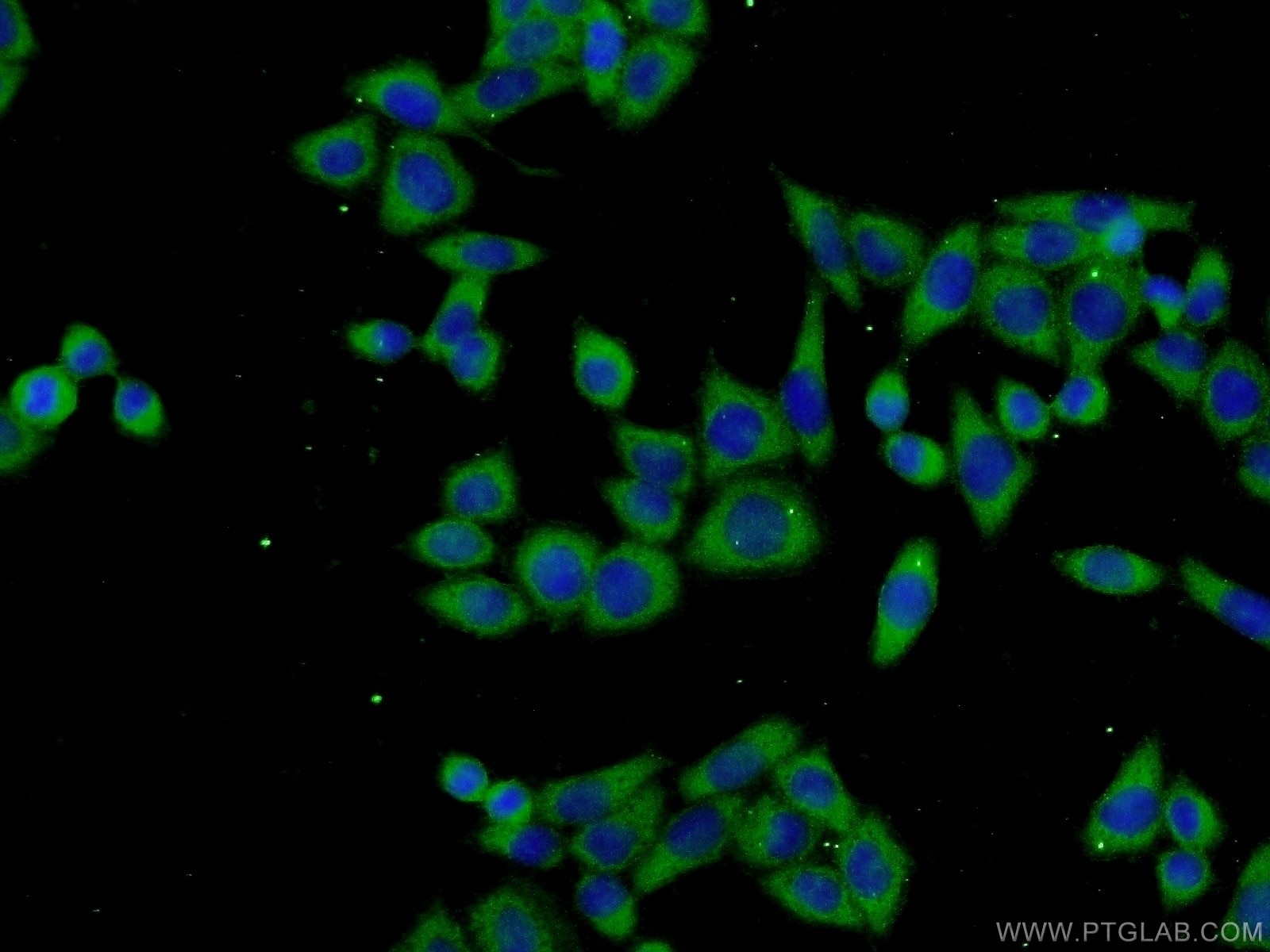 Immunofluorescence (IF) / fluorescent staining of L02 cells using TPTE2 Polyclonal antibody (25120-1-AP)