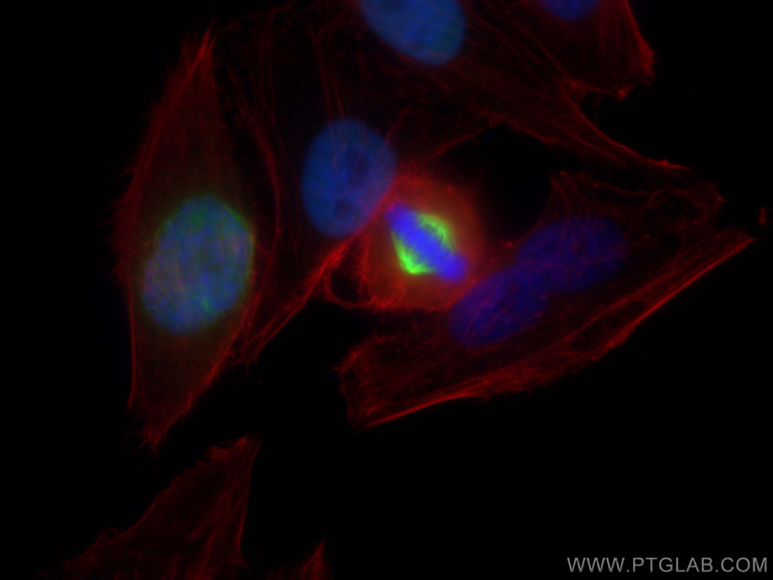 Immunofluorescence (IF) / fluorescent staining of HepG2 cells using TPX2 Polyclonal antibody (11741-1-AP)