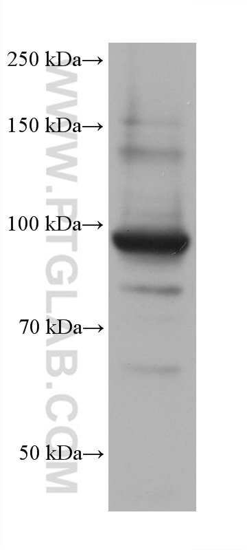 WB analysis of HEK-293 using 68712-1-Ig