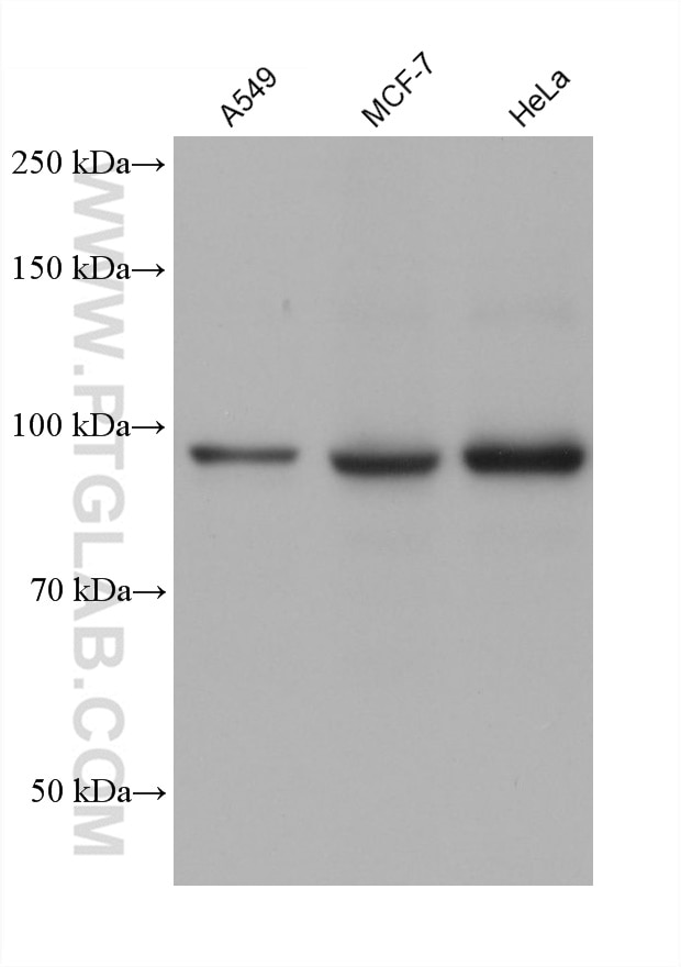 WB analysis using 68712-1-Ig