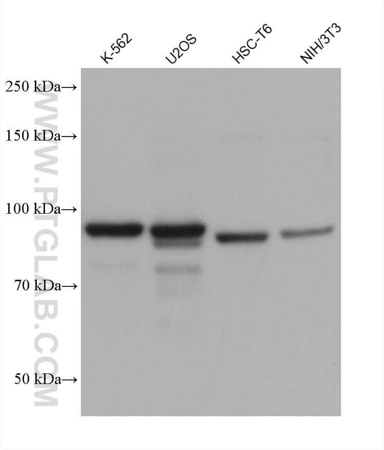 WB analysis using 68712-1-Ig