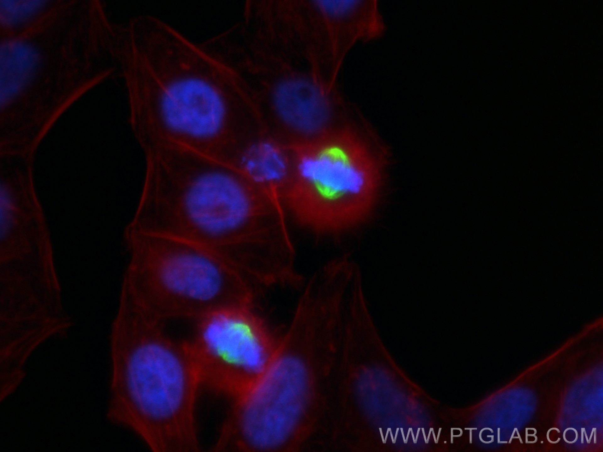 Immunofluorescence (IF) / fluorescent staining of HepG2 cells using CoraLite® Plus 488-conjugated TPX2 Recombinant ant (CL488-85118-6)