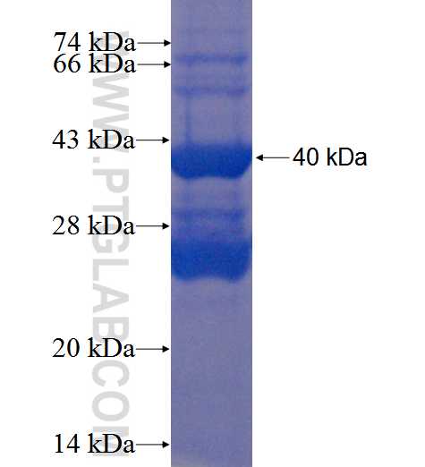 TR2IT1 fusion protein Ag22682 SDS-PAGE