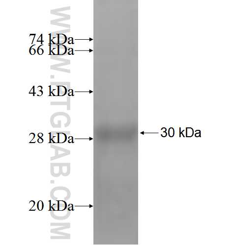 TRA- fusion protein Ag2498 SDS-PAGE