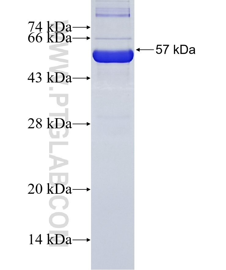 TRA-1-60 fusion protein Ag12859 SDS-PAGE
