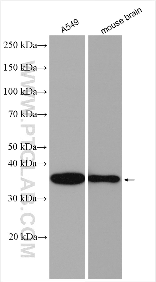 Western Blot (WB) analysis of various lysates using TRA2A Polyclonal antibody (30016-1-AP)