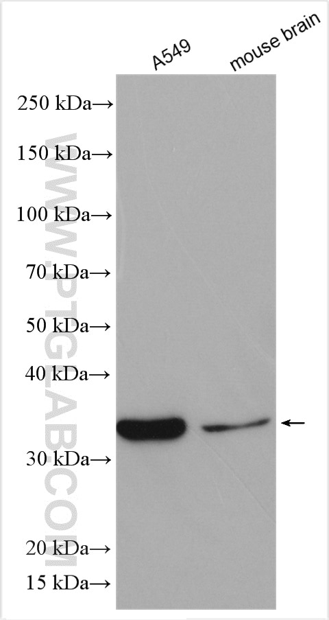 Western Blot (WB) analysis of various lysates using TRA2A Polyclonal antibody (30016-1-AP)