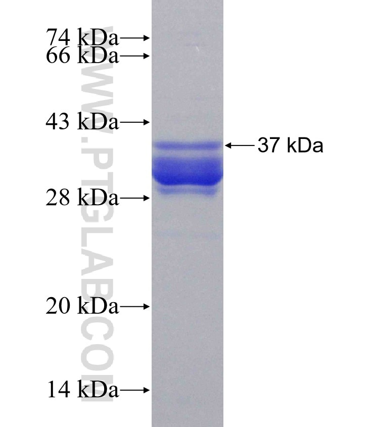 TRA2A fusion protein Ag30841 SDS-PAGE