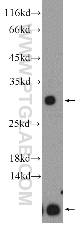 Western Blot (WB) analysis of HepG2 cells using TRA2B Polyclonal antibody (23832-1-AP)