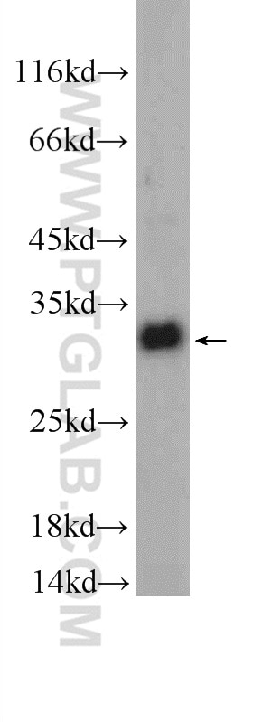 Western Blot (WB) analysis of mouse liver tissue using TRA2B Polyclonal antibody (23832-1-AP)