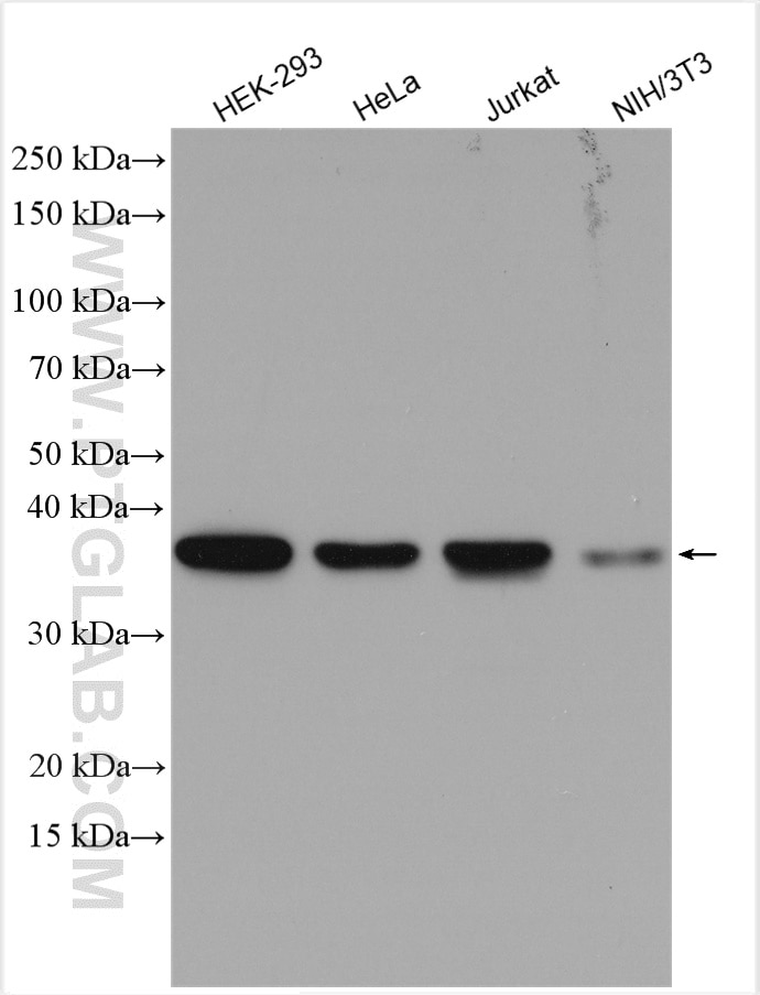 Western Blot (WB) analysis of various lysates using TRA2B Polyclonal antibody (29627-1-AP)