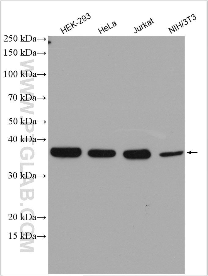 Western Blot (WB) analysis of various lysates using TRA2B Polyclonal antibody (29627-1-AP)