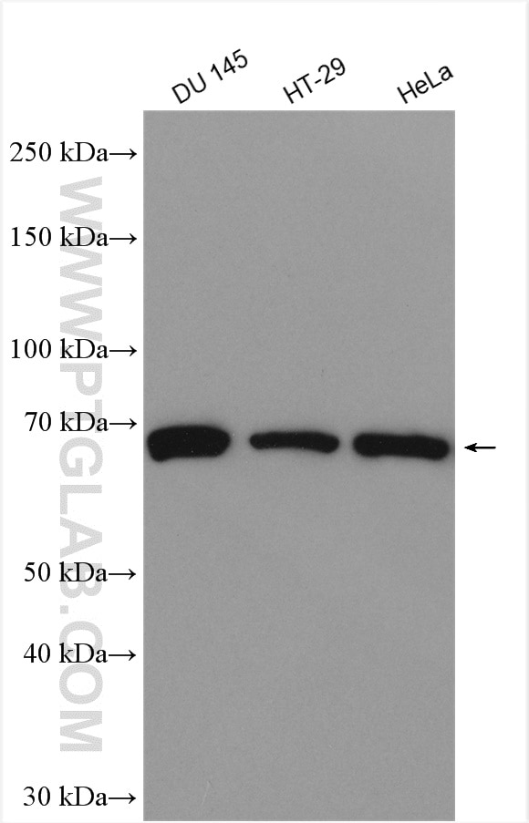 Western Blot (WB) analysis of various lysates using TRABD2B Polyclonal antibody (28682-1-AP)