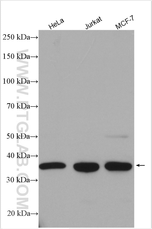 Western Blot (WB) analysis of various lysates using TRADD Polyclonal antibody (15468-1-AP)