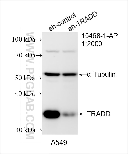 Western Blot (WB) analysis of A549 cells using TRADD Polyclonal antibody (15468-1-AP)