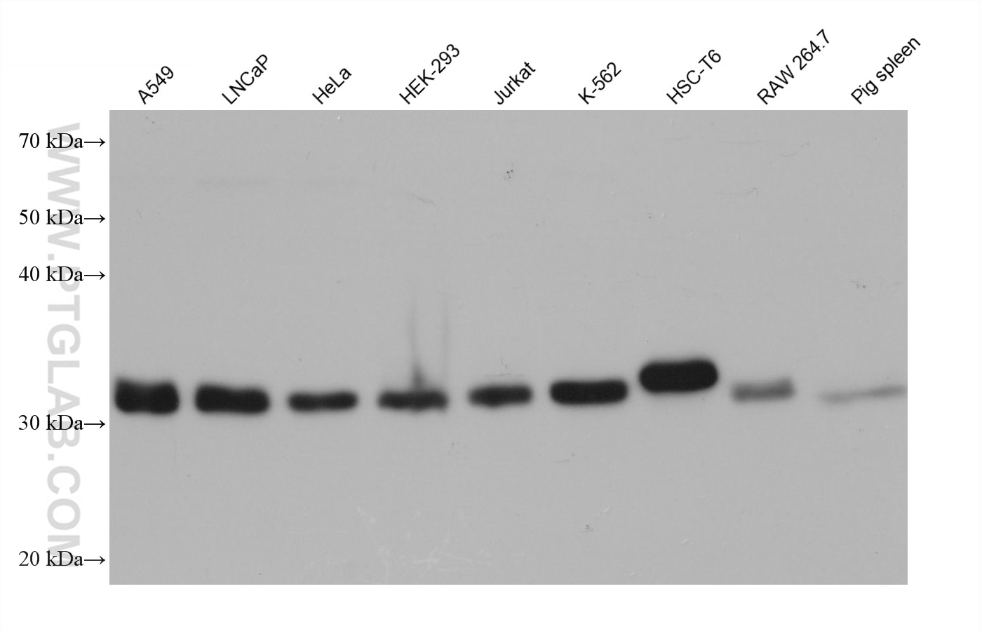 Western Blot (WB) analysis of various lysates using TRADD Monoclonal antibody (68573-1-Ig)