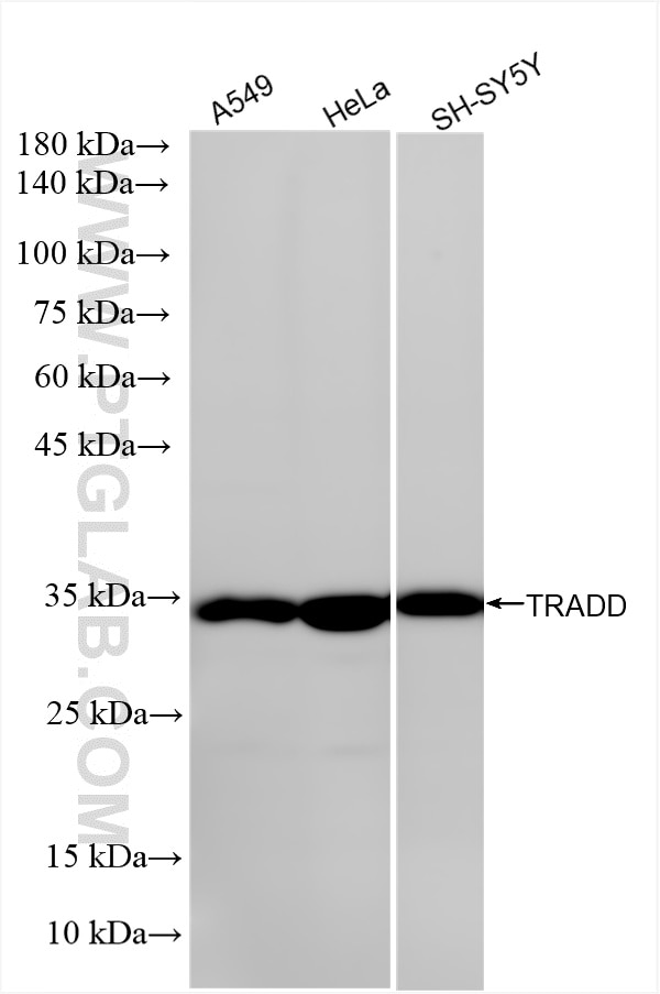 Western Blot (WB) analysis of various lysates using TRADD Recombinant monoclonal antibody (86932-1-RR)