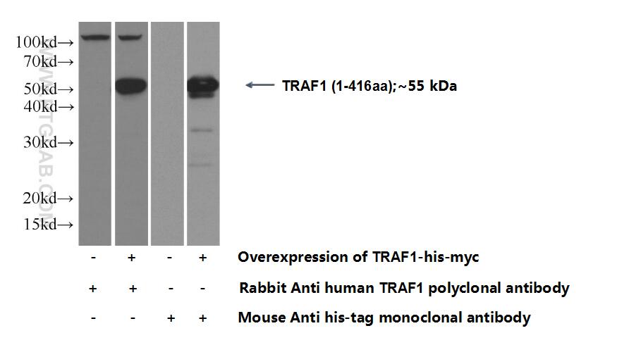 TRAF1