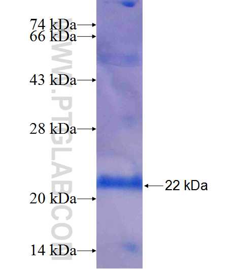 TRAF1 fusion protein Ag25397 SDS-PAGE