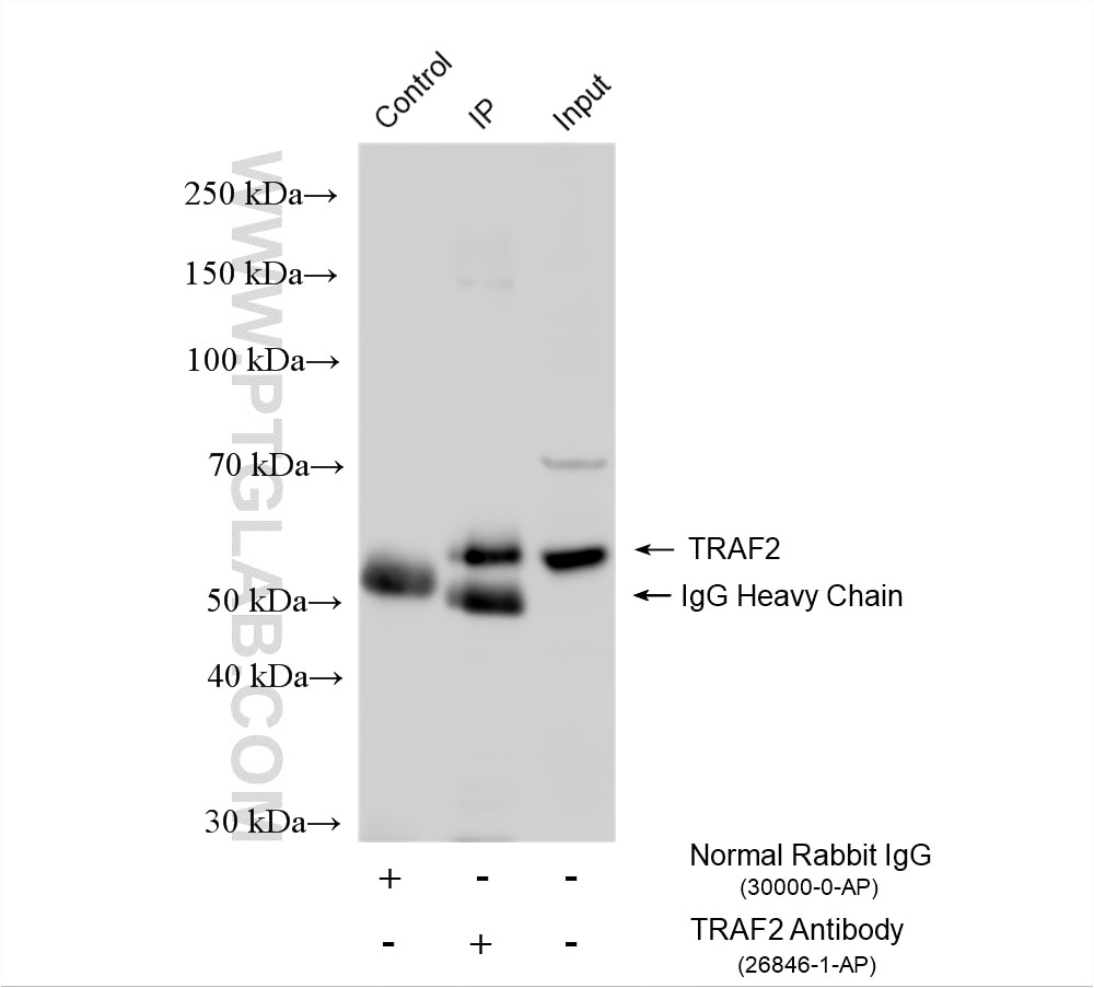 Immunoprecipitation (IP) experiment of HeLa cells using TRAF2 Polyclonal antibody (26846-1-AP)